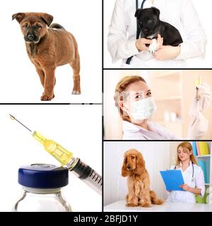 Vaccinazione e trattamento degli animali, collage Foto Stock