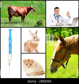 Vaccinazione e trattamento degli animali, collage Foto Stock