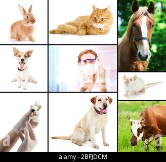 Vaccinazione e trattamento degli animali, collage Foto Stock