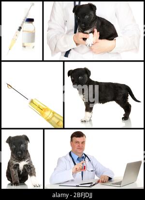 Vaccinazione e trattamento degli animali, collage Foto Stock