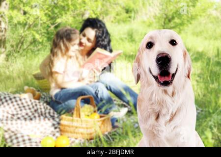 Adorabile Labrador seduta sullo sfondo della famiglia che riposa nel parco Foto Stock