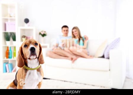 Beagle cane seduto sullo sfondo della famiglia che ha riposo a casa Foto Stock
