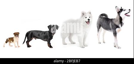 Gruppo di cani di diverse dimensioni in fila, isolati su bianco Foto Stock