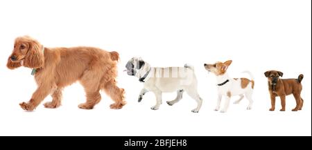 Gruppo di cani di diverse dimensioni in fila, isolati su bianco Foto Stock