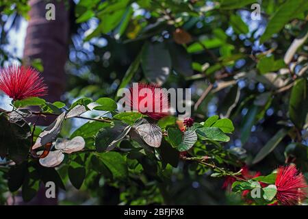 Fiori di Puff di polvere rossi con nome scientifico Calliandra ematocephala, al giardino botanico. Arbusto sempreverde tropicale chiamato il Rosa di Nano o Rosso Foto Stock