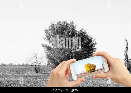 Mani che scattano foto dell'albero sul campo tramite smartphone Foto Stock