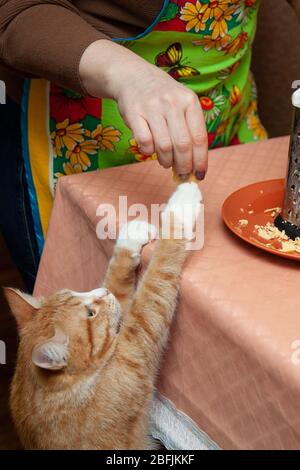 il gatto dello zenzero genera cibo in cucina mentre cucina Foto Stock