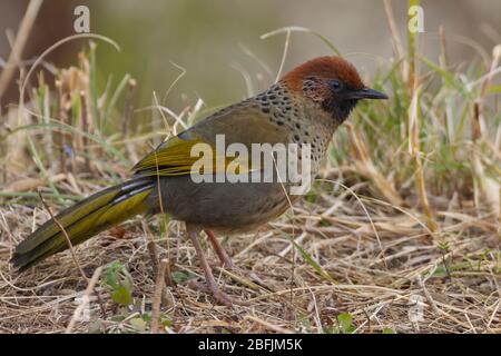 Castagno-coronato ride (Trocalopteron eritrocefalum) a Uttarakhand, India Foto Stock