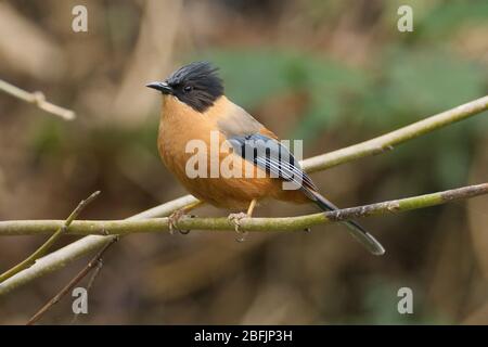 Rufous sibia (Heterophasia capistrata) a Makkumath, Uttarakhand, India Foto Stock