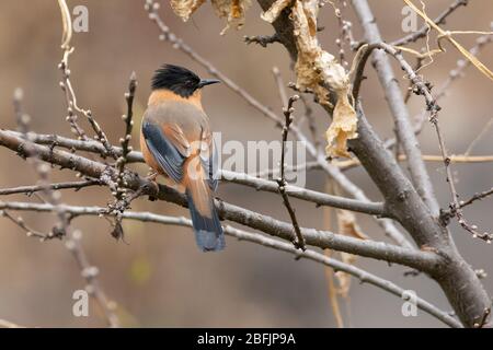 Rufous sibia (Heterophasia capistrata) a Makkumath, Uttarakhand, India Foto Stock