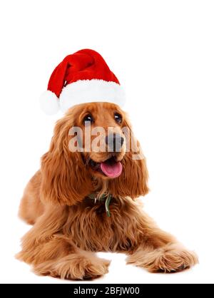 Buon Natale E Buon Biglietto Da Auguri Per Il Nuovo Anno, Cucciolo Di Cane Da Compagnia Con Palla Blu Arco D Argento Isolato Su Sfocato 162393328