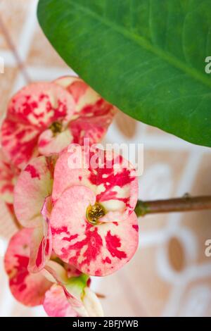 Euphorbia è molto ampio e diversificato genere di piante in fiore, comunemente chiamato euforbia, nella famiglia di euforbia (Euphorbiaceae). Foto Stock