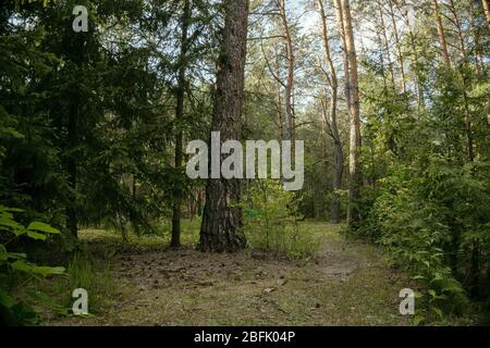 Un albero in una foresta Foto Stock