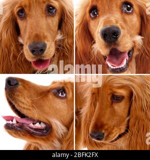 Collage dei ritratti di Cocker spaniel Foto Stock