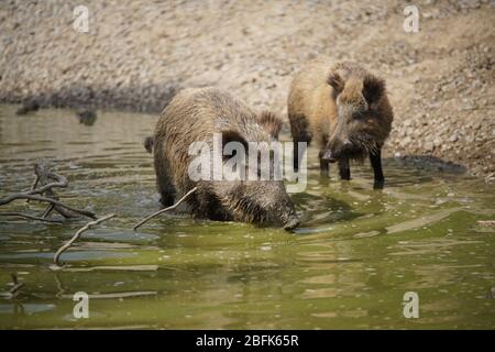 Wildschweine im Tierpark Foto Stock