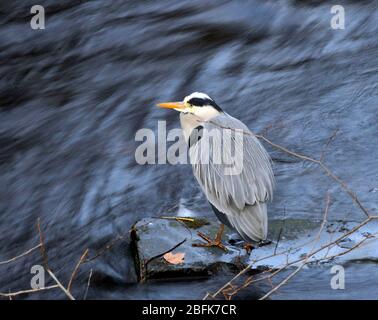 Heron Gray (Ardea Cinerea) su una riva del fiume, Edimburgo, Regno Unito. Foto Stock