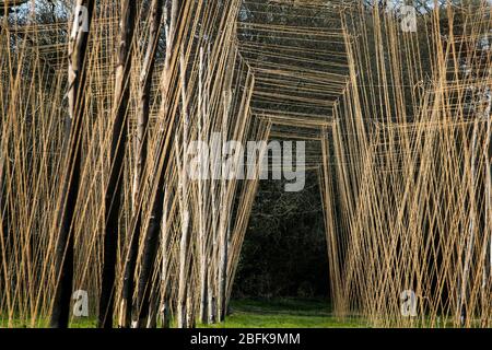 Tradizionale Hop Stringing presso la Larkins Brewery premiato birreria e fattoria di luppolo a Chiddingstone, Kent, Regno Unito Foto Stock