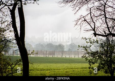 Tradizionale Hop Stringing presso la Larkins Brewery premiato birreria e fattoria di luppolo a Chiddingstone, Kent, Regno Unito Foto Stock