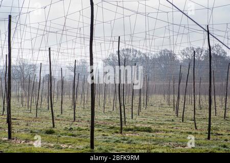 Tradizionale Hop Stringing presso la Larkins Brewery premiato birreria e fattoria di luppolo a Chiddingstone, Kent, Regno Unito Foto Stock