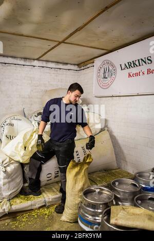 Pesare il luppolo per la birra al premiato birrificio Larkins Brewery e alla fattoria di luppolo a Chiddingstone, Kent, Regno Unito Foto Stock