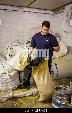 Pesare il luppolo per la birra al premiato birrificio Larkins Brewery e alla fattoria di luppolo a Chiddingstone, Kent, Regno Unito Foto Stock