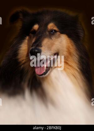 Shetland Sheepdog ritratto, REGNO UNITO Foto Stock