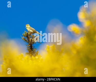 Fauna selvatica del Regno Unito: Wallow warmbler (phylloscopus trocillus) arroccato in cima ad una splendida macchia di gola fiorita gialla (ulex), barbando contro un cielo blu, Burley M. Foto Stock