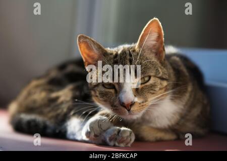 Gatto bianco marrone e beige che giace su una soglia della finestra - guardare, allerta Foto Stock