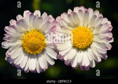 Primo piano di due piccole margherite bianche con polline giallo affiancato Foto Stock