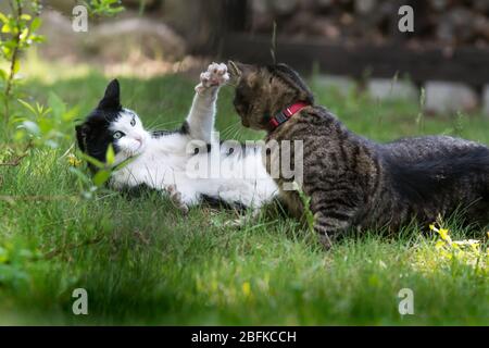 Due gatti che combattono sull'erba in un giardino - uno che si scoppa l'altro con le sue artigli Foto Stock