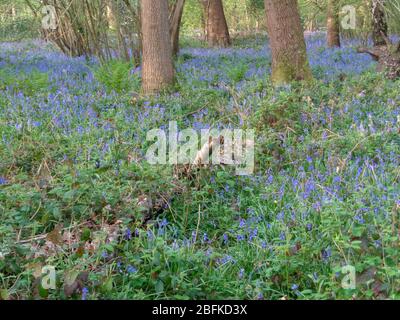 Primavera inglese bluebells fiorire nel loro habitat naturale di boschi aperti, Surrey, Inghilterra, Regno Unito, Europa Foto Stock