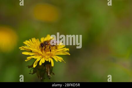 Un'ape di miele si siede in primavera su un fiore giallo, il dente di leone, in un prato con spazio per il testo Foto Stock