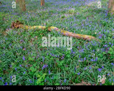 Primavera inglese bluebells fiorire nel loro habitat naturale di boschi aperti, Surrey, Inghilterra, Regno Unito, Europa Foto Stock