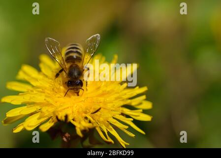 Un'ape di miele si siede in primavera su un fiore giallo, il dente di leone, in un prato con spazio per il testo Foto Stock