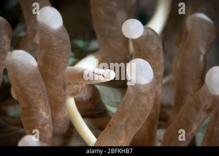 Pesce di pesce di corallo di funghi (Siokunichthys nigrolineatus). Macro fotografia subacquea da Romblon, Filippine Foto Stock