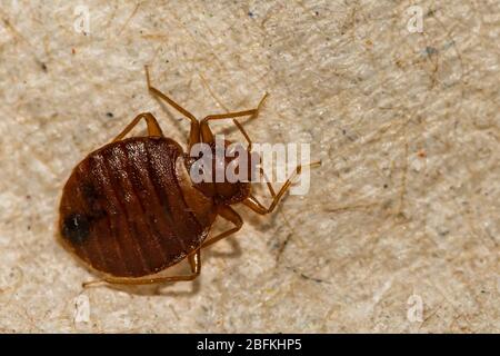 Bug letto comune (Cimex lectularis) Foto Stock