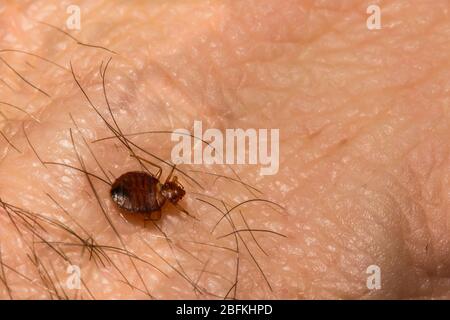 Bug letto comune (Cimex lectularis) Foto Stock