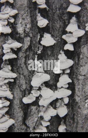 Fine anni '70 in bianco e nero fotografia di licheni e funghi che crescono su un tronco di albero. Foto Stock