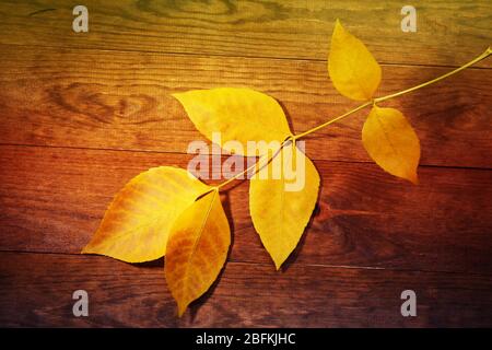 Autumn Leaf su sfondo di legno Foto Stock