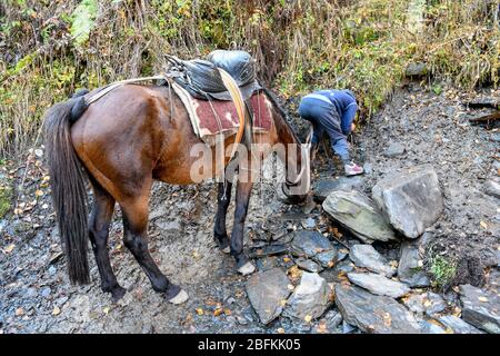 Caucaso, Georgia, regione di Tusheti, Omalo. Un cavallo e il suo cavaliere bevono acqua da una sorgente di montagna nella regione di Tusheti in Georgia. Foto Stock