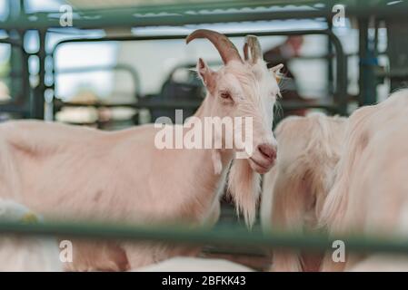 Capra in penna su allevamento guardando la fotocamera Foto Stock