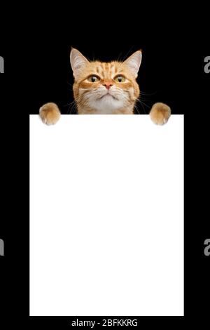 Divertente gatto appendere sul placard isolato su sfondo nero, web banner template vuoto e spazio di copia verticale Foto Stock