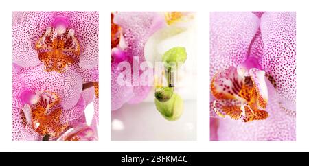 Collage con bellissime orchidee rosa Foto Stock