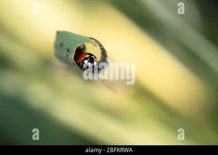 Un ladybug a sette punti si rifugia in una lama di erba arricciata in uno stagno di anatra nella comunità El Dorado di San Antonio, Texas. Foto Stock