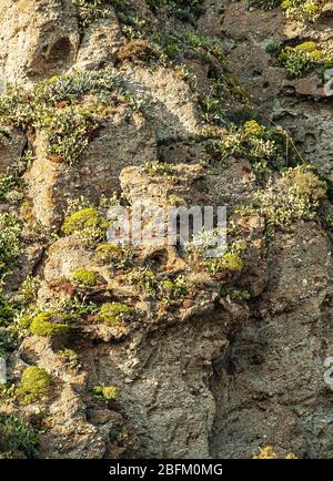 Italia - Calabria - Aspromonte Parl Nazionale - Pentedattilo Foto Stock