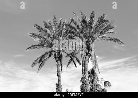 Palme, stilizzazione retrò, primo piano Foto Stock