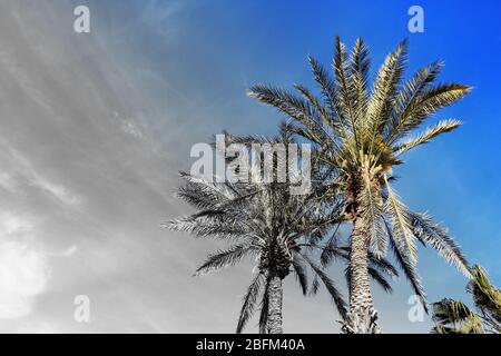 Palme, stilizzazione retrò, primo piano Foto Stock