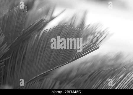 Foglie di palma, stilizzazione retrò, primo piano Foto Stock