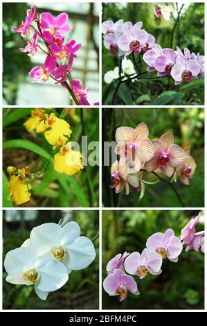 Collage con fiori di orchidee nel giardino. Foto Stock