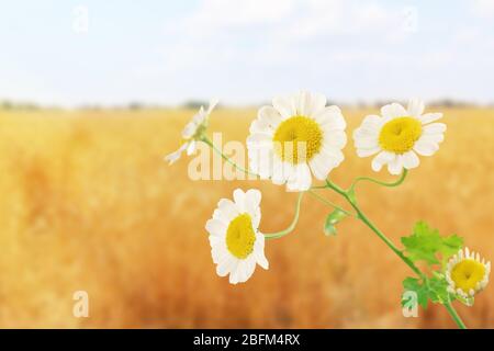 Bellissimi fiori selvatici sul prato, primo piano Foto Stock